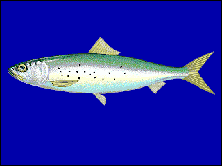 sardina Sardinops sagax