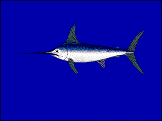 pez espada Xiphias gladius