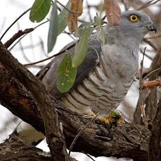 baza africano Aviceda cuculoides