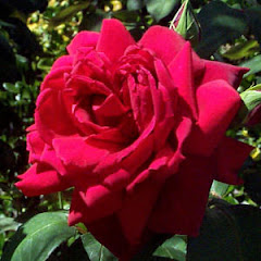 NICE ROSE 2