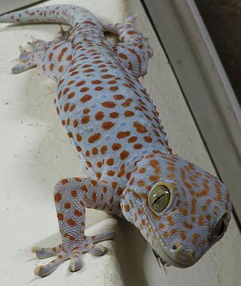 Show Your Love to Your Pets and Let Them Feel Your Love: Tokay Gecko