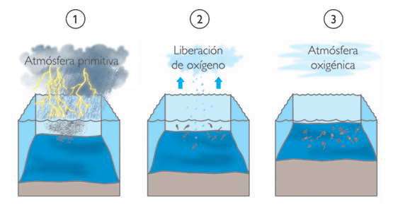 Aquí es whay usted debe hacer sobre Acelerar metabolismo