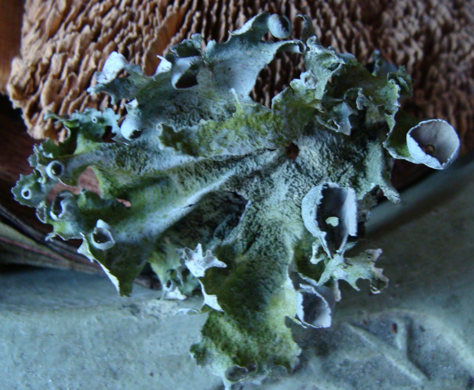 [lichen-1.JPG]