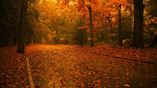 Dry Yellow Leaves Covered Road Fall Landscape Wallpaper