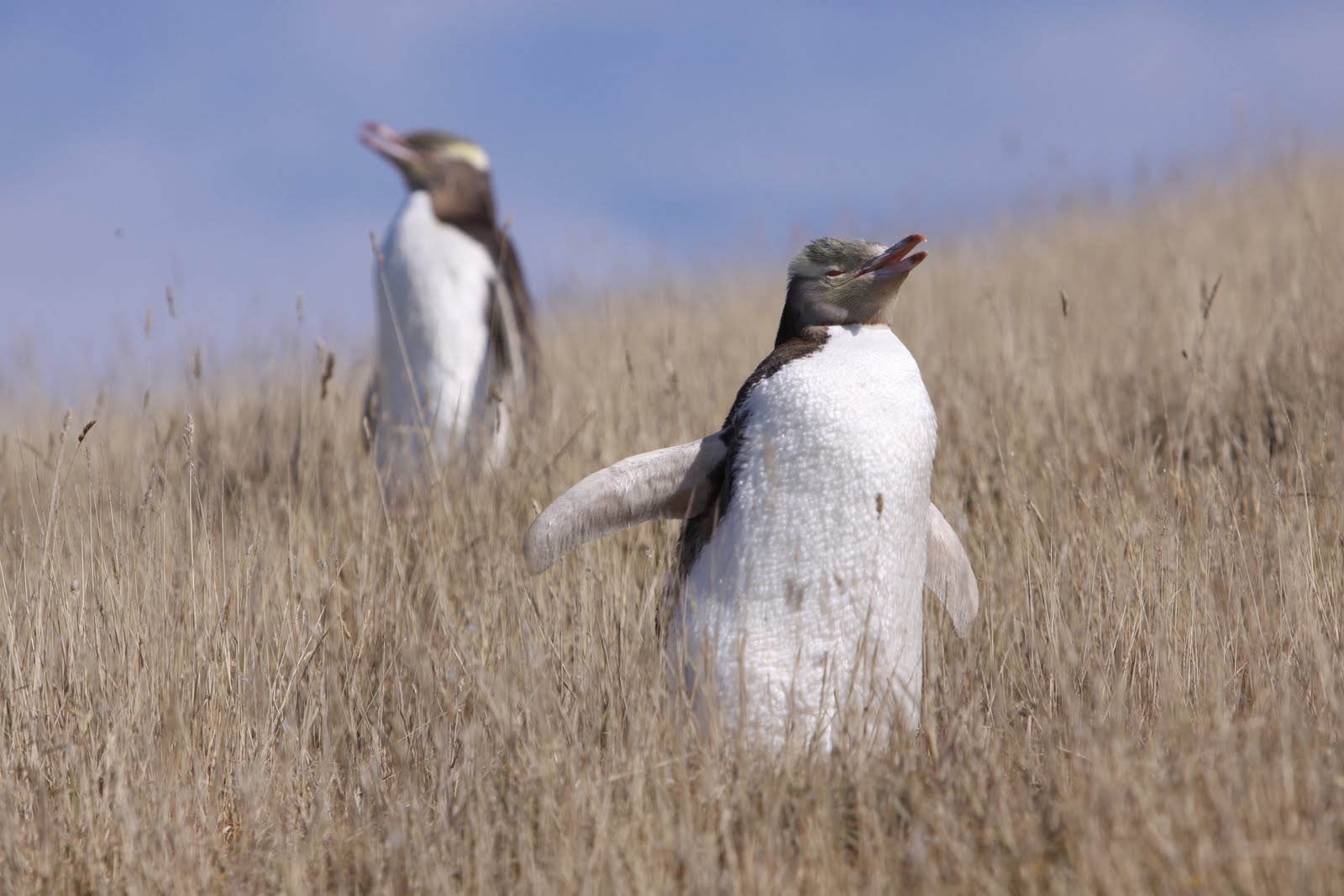 Not All Who Wander Are Lost: Dunedin, yellow-eyed penguins, Moeraki