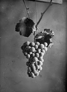 Κάθαρος και ξελάκκωμα αμπελιού