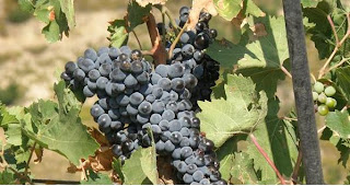 Οδηγίες φύτευσης έρριζων κλημάτων