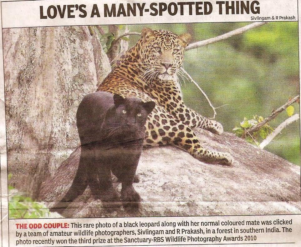 Gujarat-Bird Watcher's Paradise: "Love's a many spotted thing"- Black