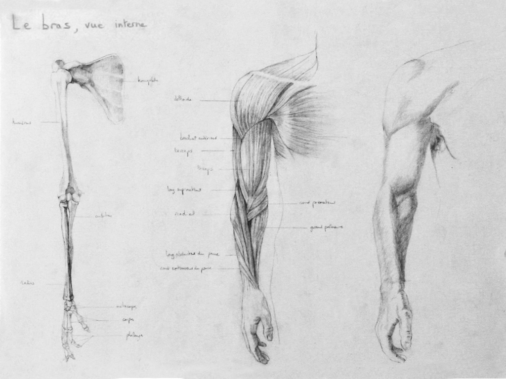 [D_anatomie_bras.jpg]