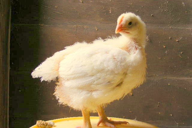 Country Chicken Girl: The Chicks are 3 Weeks Old!