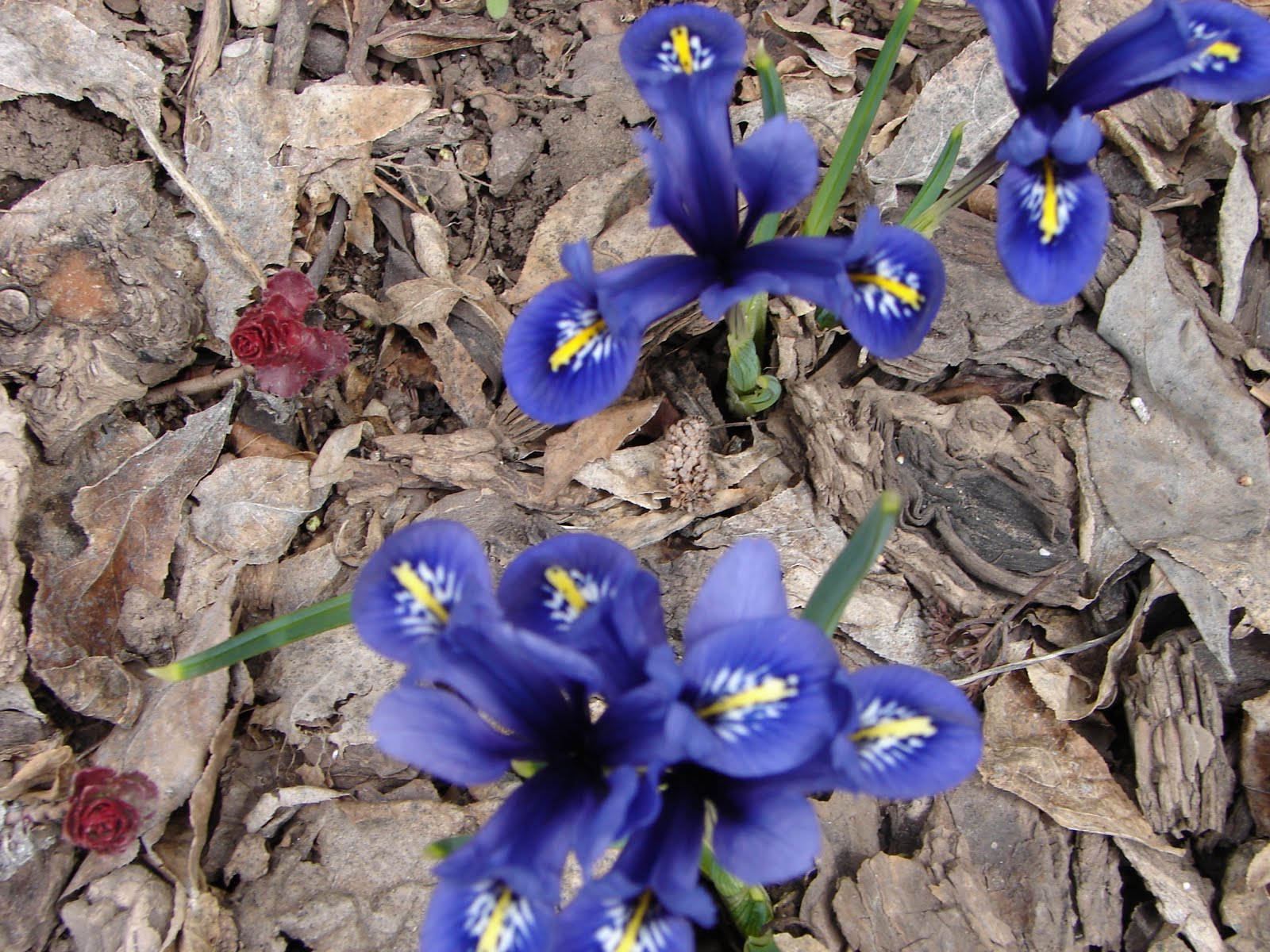 Crystal Prisms The Facets of Our Lives Why are Iris called Flags?