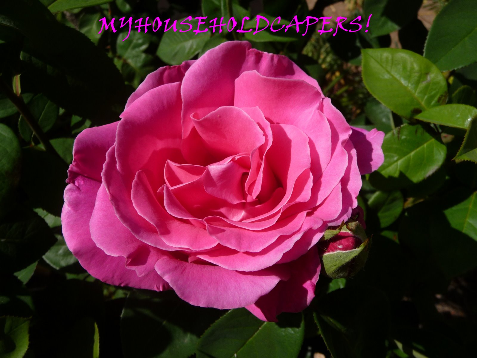 [My+Roses+1.jpg]
