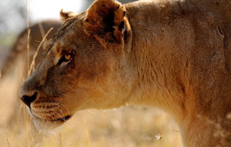 [3463_man-eating-pride-4_04700300.jpg]