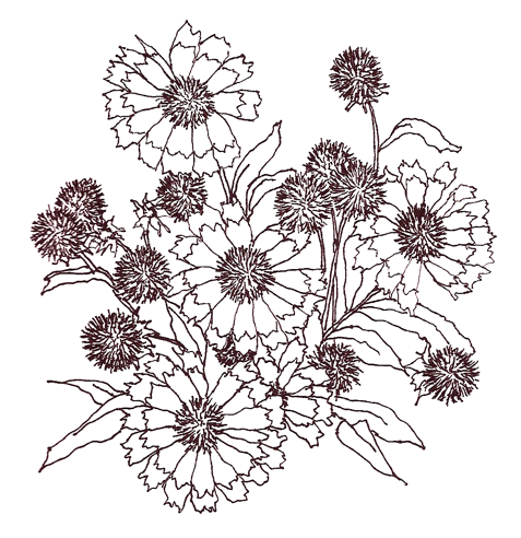 ink drawing of Gaillardia flowers