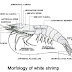 Morphology, anatomy, and physiology of white shrimp