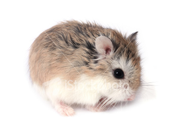 A-z of hamsters How to take care of your pets: Hamsters