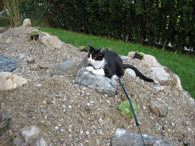GartenImpressionen Katerchen "Socke" wird an Oma's Geburtstag zum