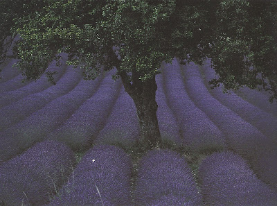 http://www.linenandlavender.net/2009/07/linen-and-lavender.html