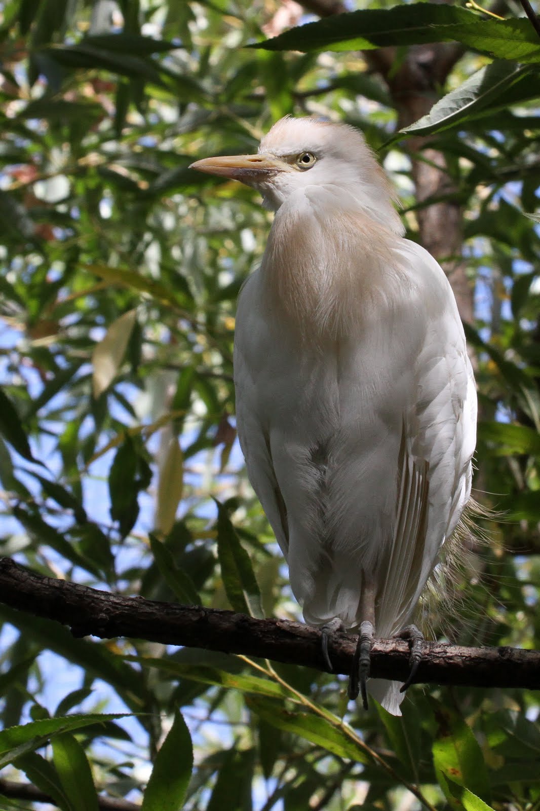 Calico's Nest Denver Zoo Birds!