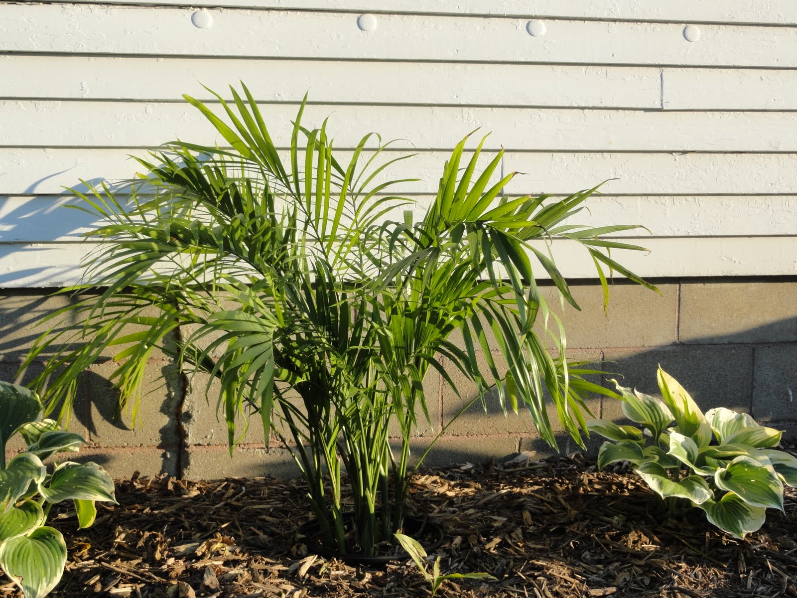 Tropical Plants and Palms in Minnesota!