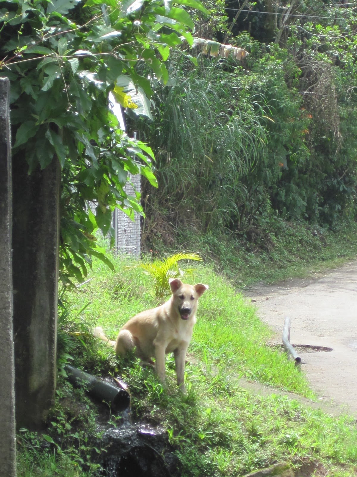 Audrey's Costa Rica Vuelta De Jorco