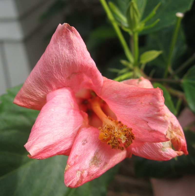 my walk with food and beautiful plants and flowers Miscarriage, a mum's private pain.