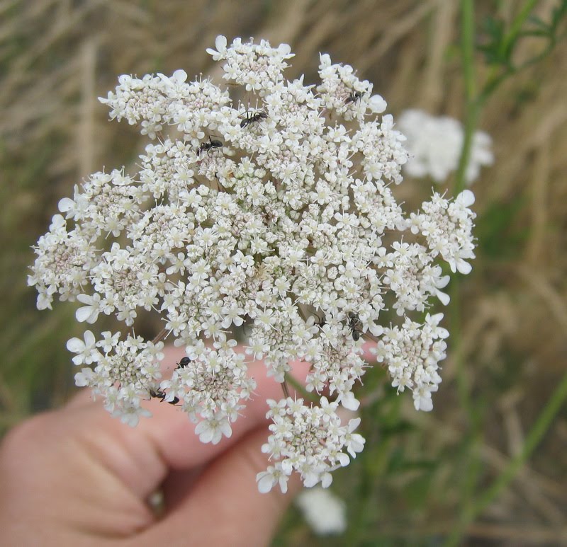queen anne flower