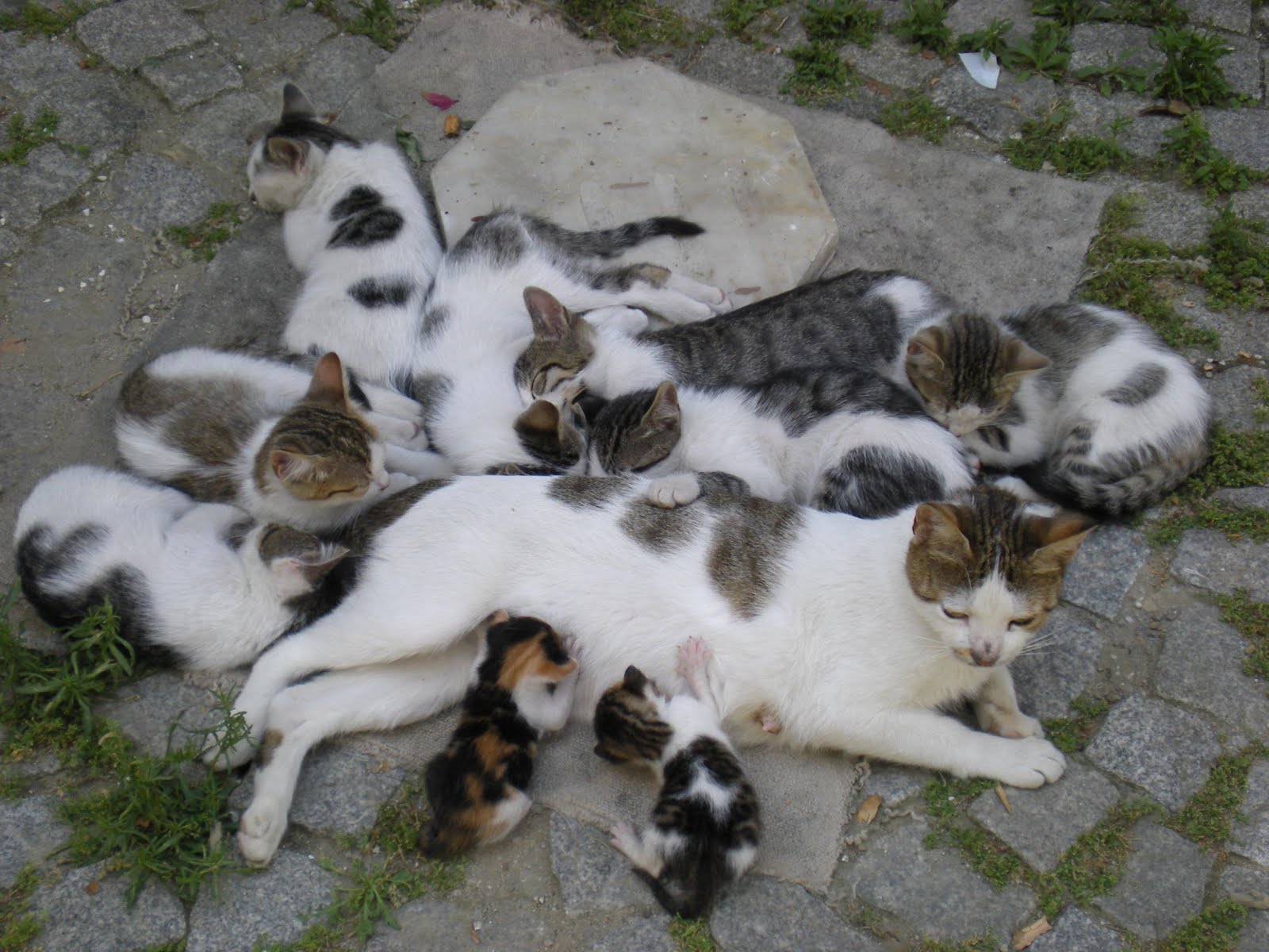 Süheyla�nın Yeri Anne Kedi ve Yavruları