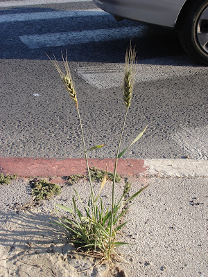 Urban wheat