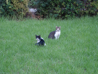 Kitties in the grass