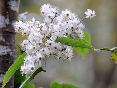 Rubus Cissioides flowers
