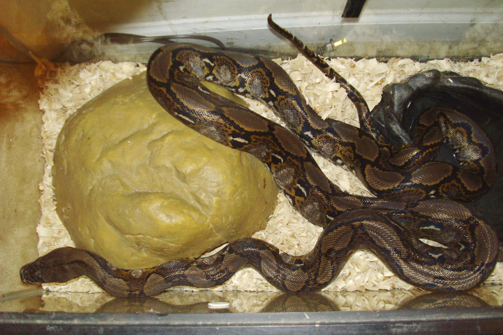Southside VA Central NC Reptile Rescue 56 foot Reticulated Python