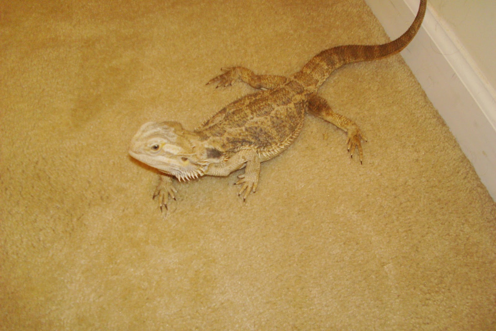 Southside VA Central NC Reptile Rescue Bearded Dragon
