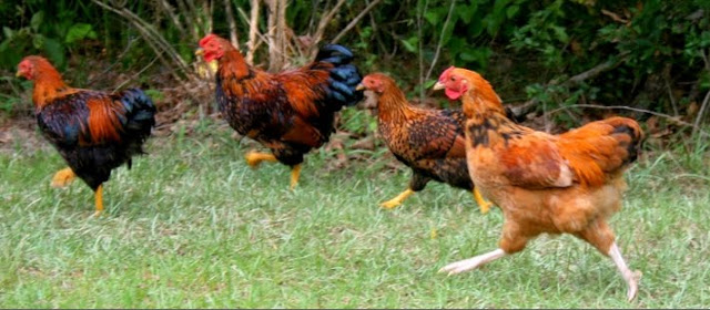 https://4.bp.blogspot.com/_n_wBd-PxRoI/S8xplNB9GeI/AAAAAAAAIe4/kuH8B2aturQ/S640/hens+running.jpg