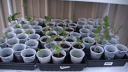 greenhouse own mini cheap easy build shelves wooden