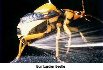 http://4.bp.blogspot.com/_nbNVAcrsK3A/Sr0j6P7M1DI/AAAAAAAAAgA/vBgQxLtRdNo/s400/bombardier_beetle.jpg