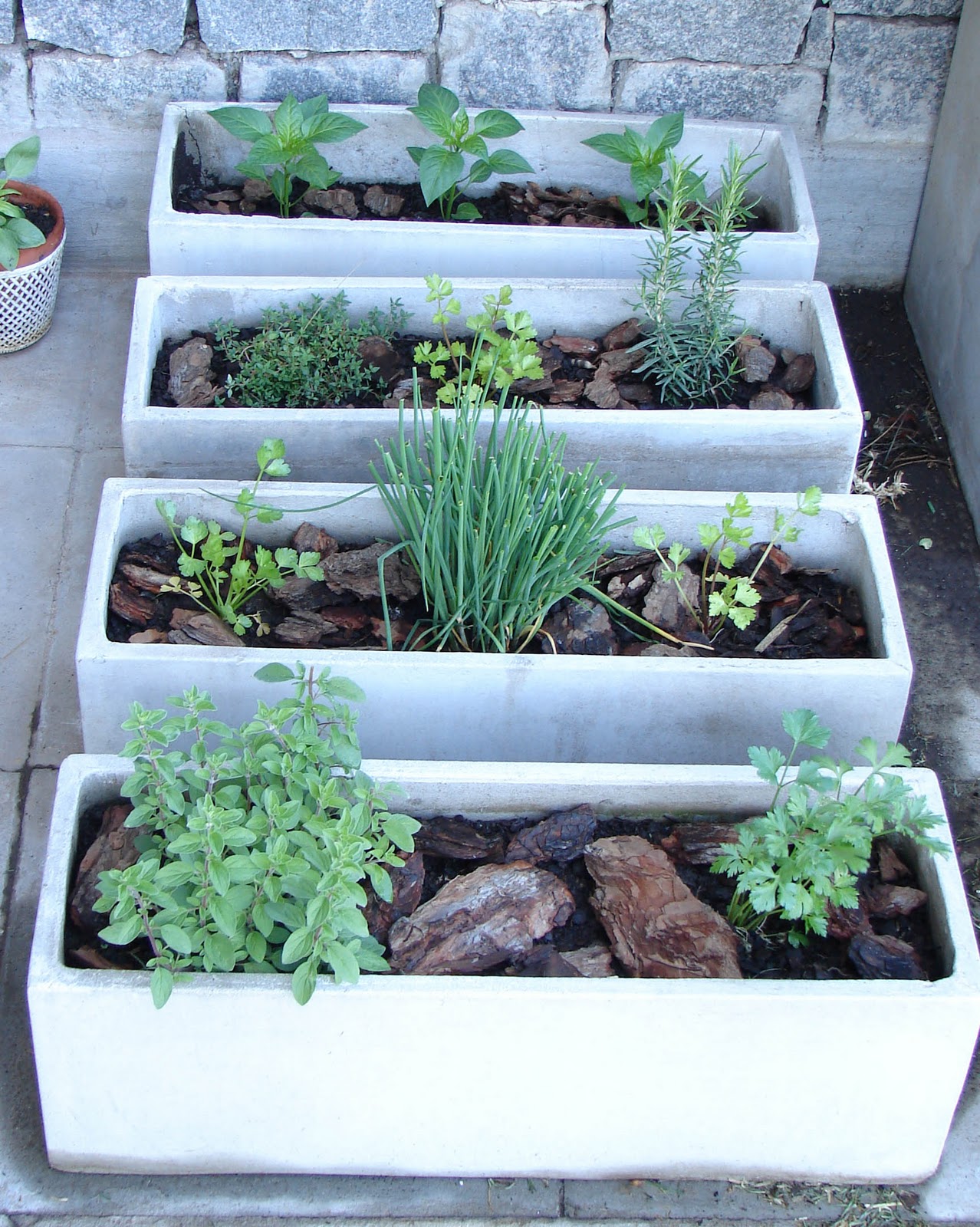 Bee My Chef: Abadejo envuelto en panceta con champignones rellenos Bee My Chef: Abadejo envuelto en panceta con champignones rellenos