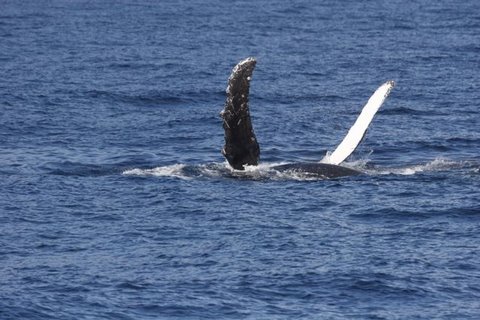 [maui-humpback-whale-1.jpg]