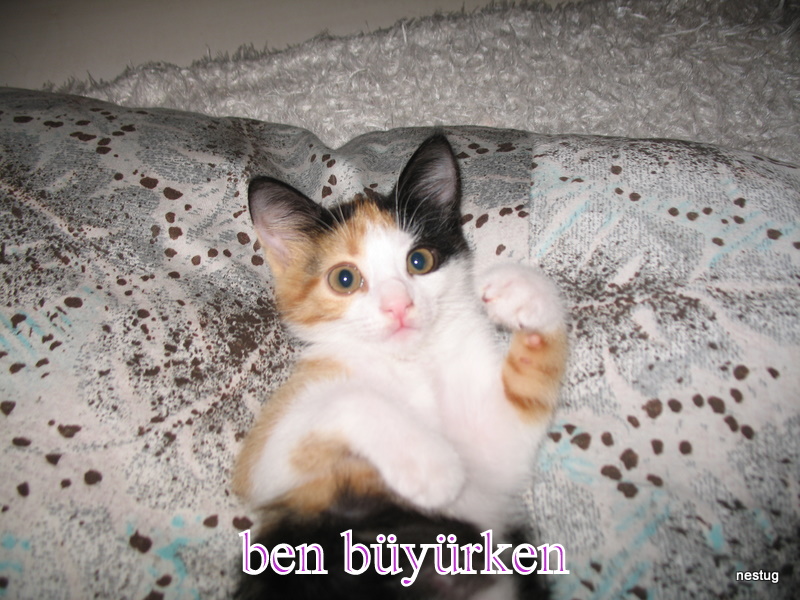 nestug BALKONDAN DÜŞEN KEDİ GİNA
