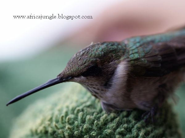Brazil jungle,Brazil Jungle Tours: Brazil Jungle Animals