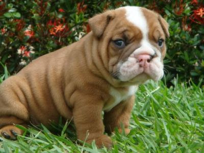 bulldog puppies english bulldogs cute puppy french thread dogs american chattanooga bull adorable dog oldies atl official south pets adoption