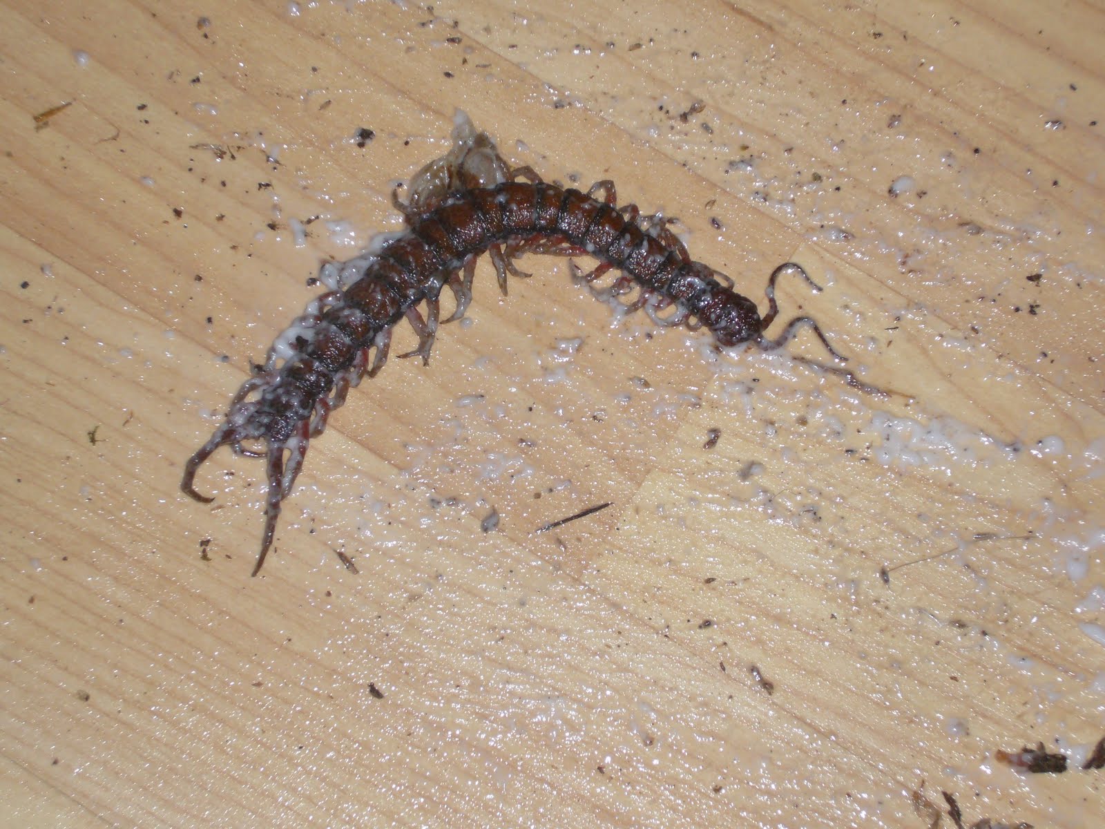 centipede in my living room