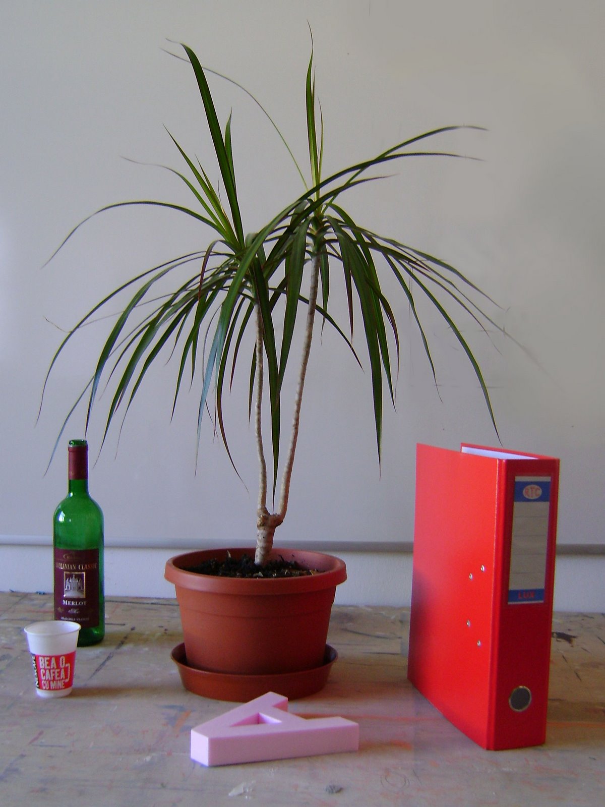 [DSC00783.JPG]