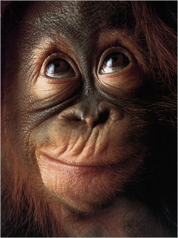 [monkeythinking.jpg]
