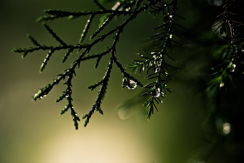 [pine+tree+in+the+rain.jpg]
