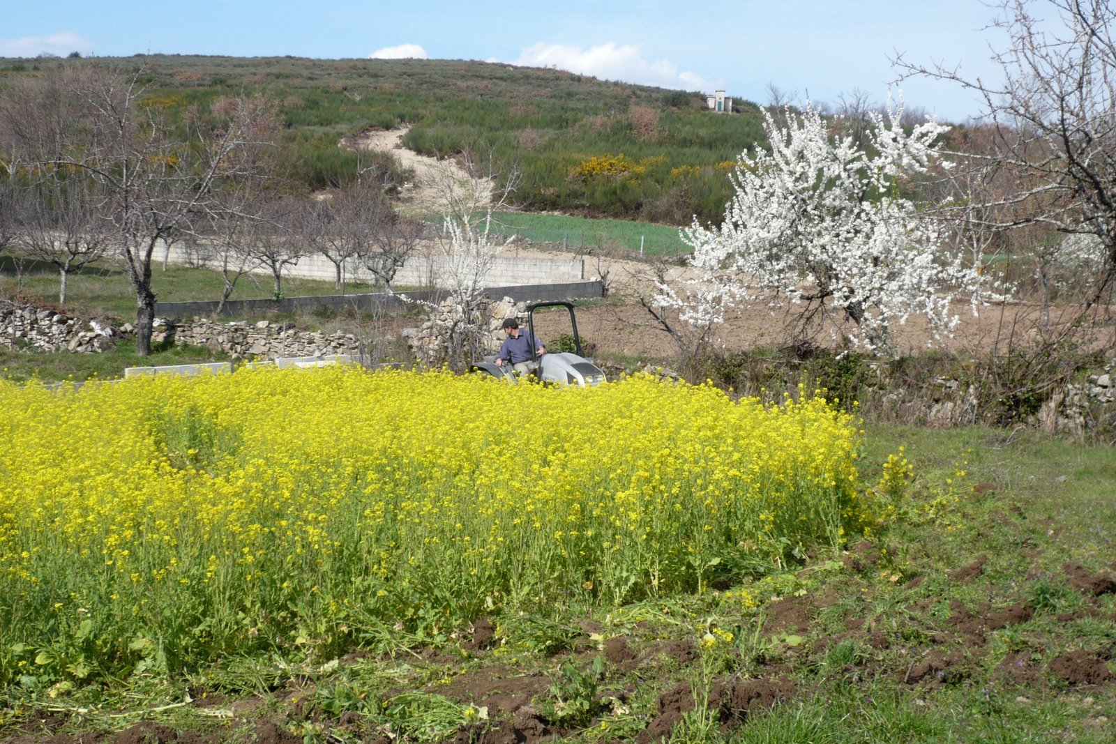 [As+cores+de+Pedome.JPG]