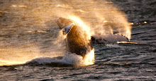 Breaching Humpback Whale in Sitka Sound, Alaska
