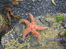 Orange Ochre Sea Star - Sitka Sound
