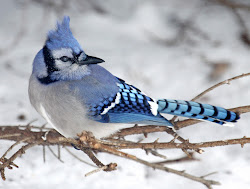 jay jays hybrid scold bird bluejay winter feeding eggs birder