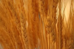 [wheat.jpg]